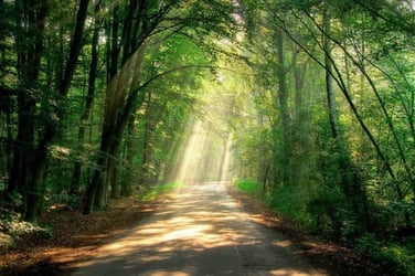 Shady path in a wood with beams of sunlight