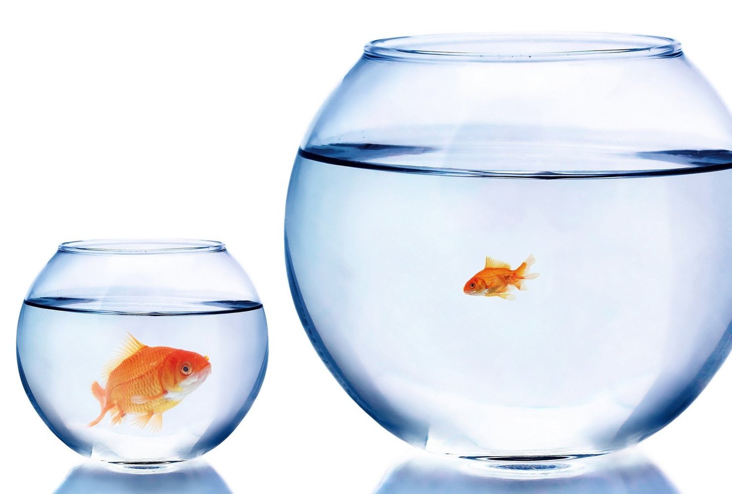 Big goldfish in a small bowl and a small goldfish in a large bowl