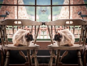 Don't be a copycat. Original content always wins. Picture shows a cat sitting on a chair mirrored. Don't be a copycat. Original content always wins. Picture shows a cat sitting on a chair mirrored.