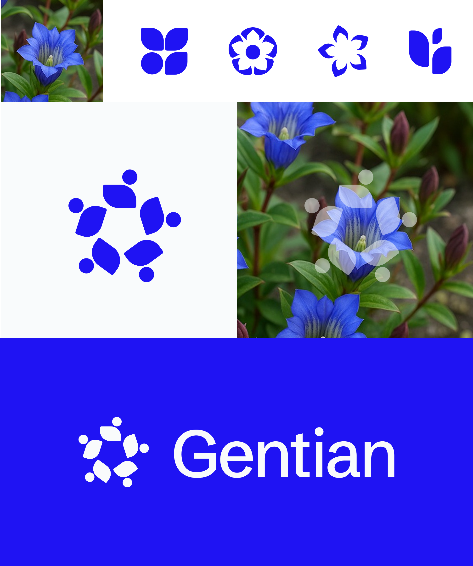 Gentian logo concept