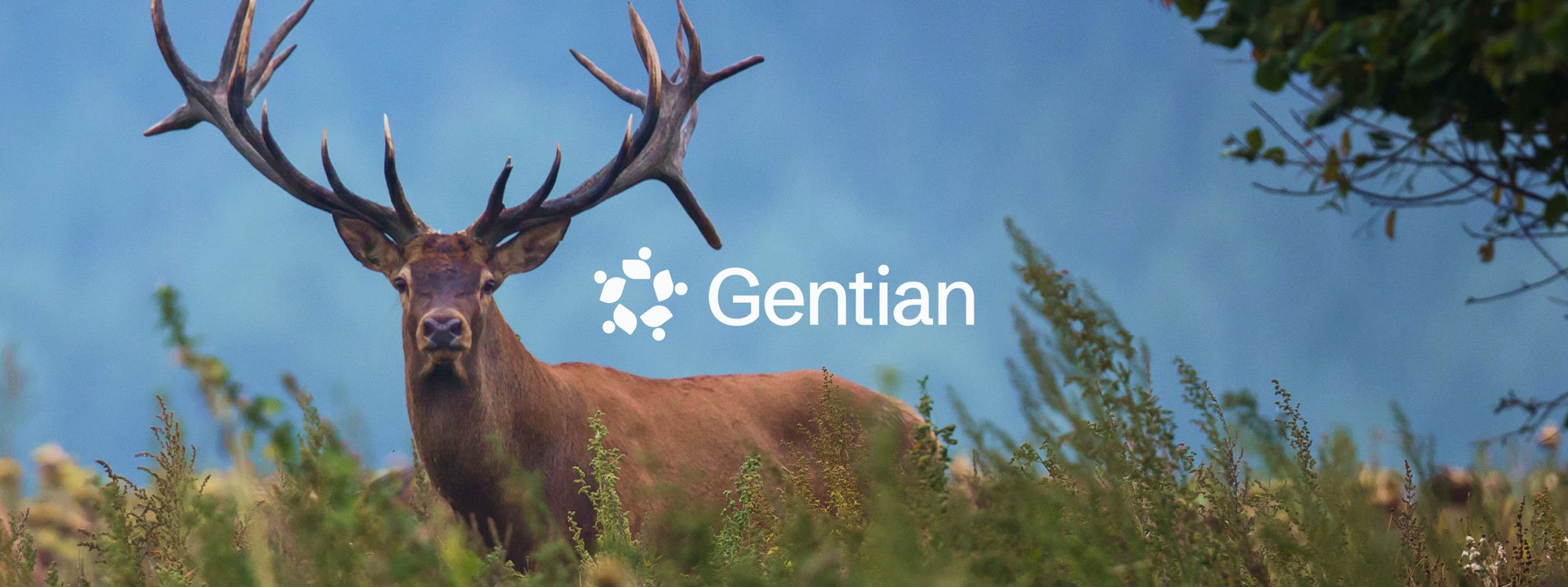 Gentian-Hero