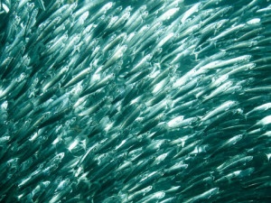 Don't copy copy: original content always wins. Use your interests to stand out from the crowd. Picture shows a shoal of baitfish.
