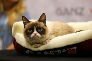 Social proof in marketing: Grumpy cat