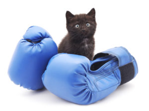 kitten with blue boxing gloves
