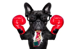 quality vs quantity: bulldog with tie and boxing gloves