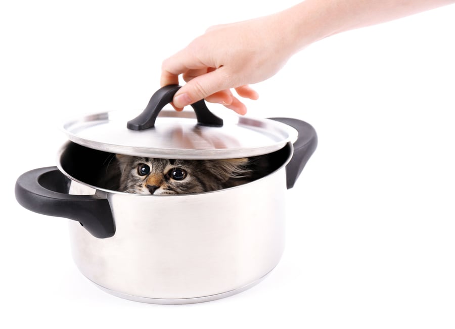Marketing jargon buster - cat in soup