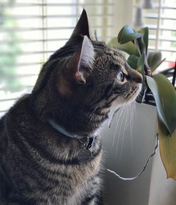 Yuki