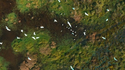 An aerial image of a lush green area with white birds flying above.