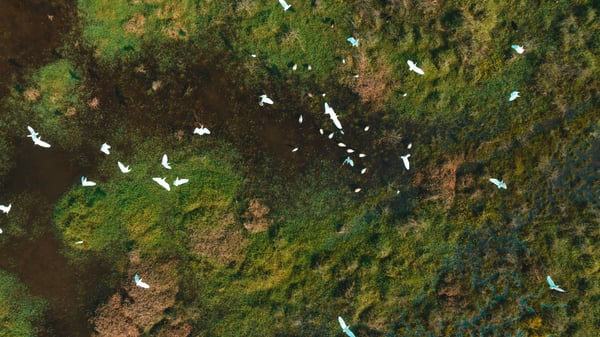 Using behavioural economics to boost biodiversity (and marketing performance)