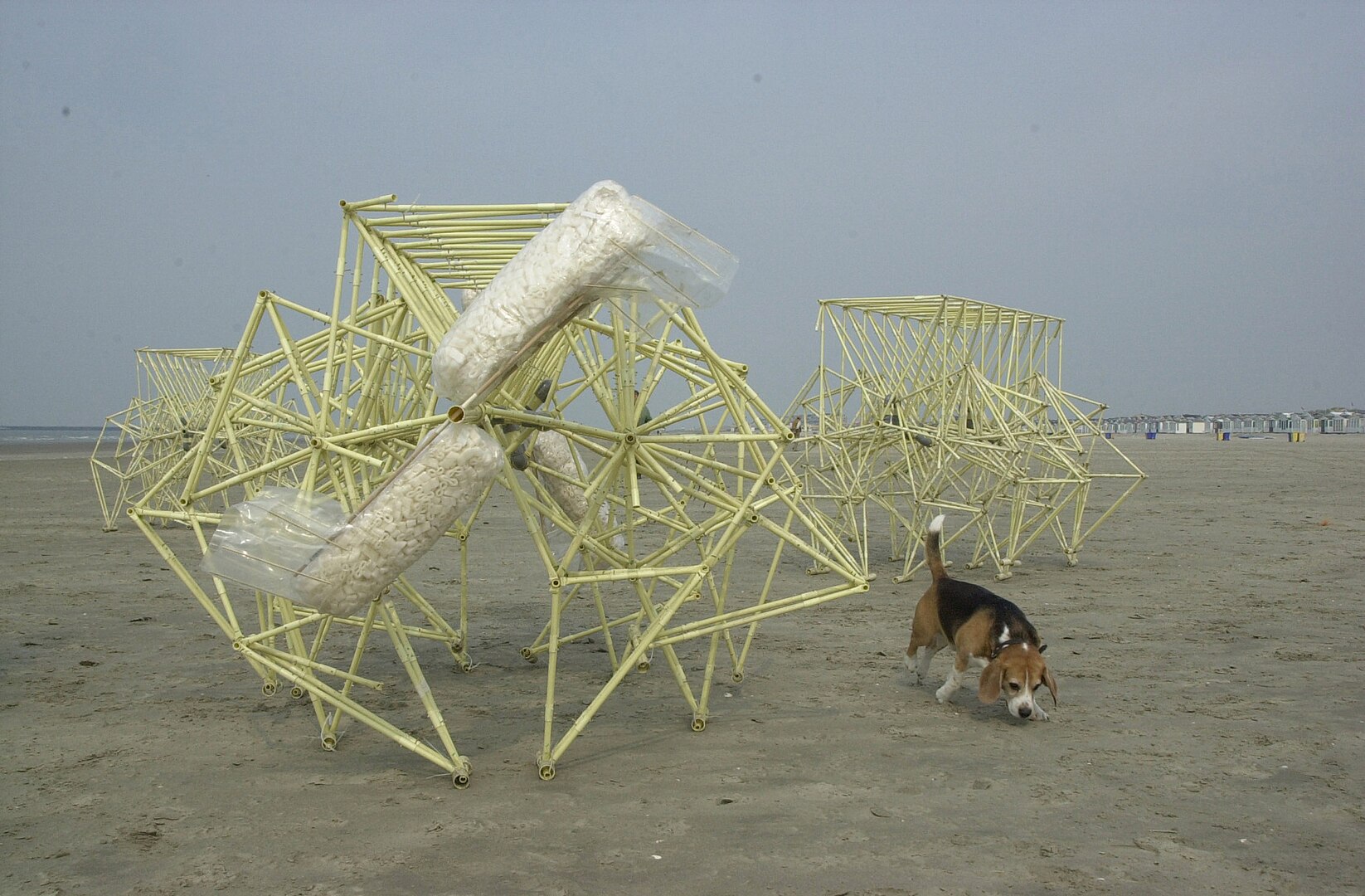 Two 'Strandbeests' on a beach with a beagle sniffing the ground next to them. The Strandbeests are large sculptures made of hundreds of rods and smaller components, built to move on their own when the wind blows through them.