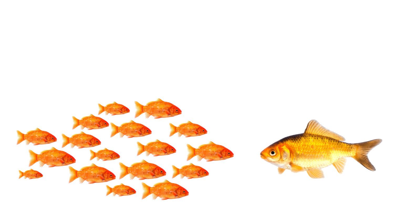 Big fish, little fish. Selling to multinationals.