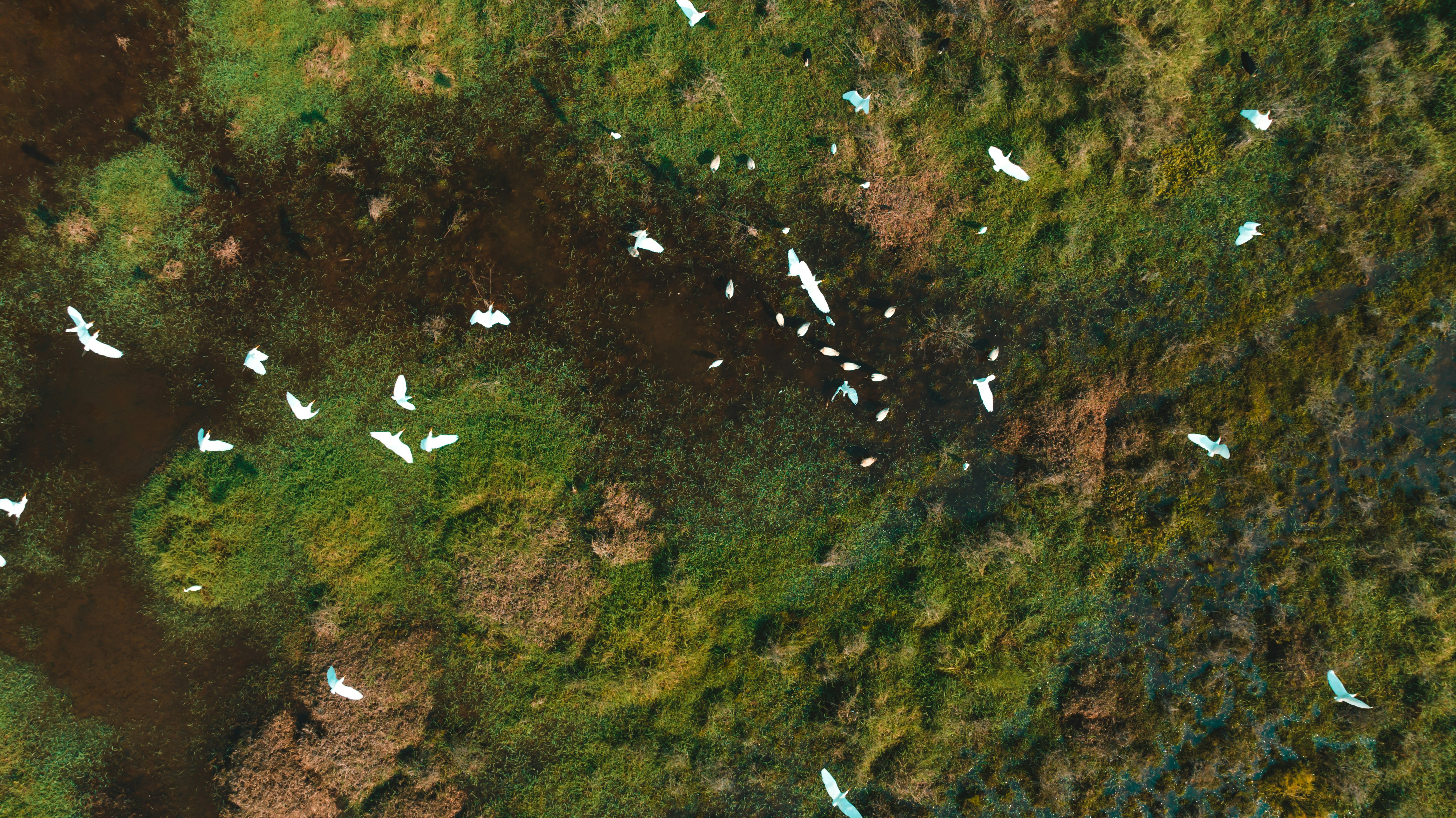 An aerial image of a lush green area with white birds flying above.